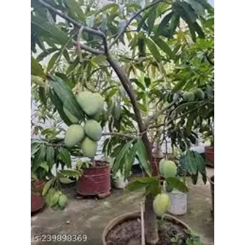 Good Mango Plants